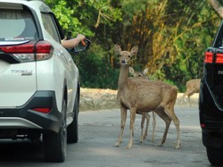 Boleh Nggak Sih Ngasih Makan Satwa di Taman Safari Bogor?