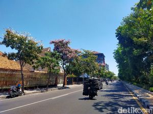 Bunga Tabebuya Mulai Bermekaran di Surabaya