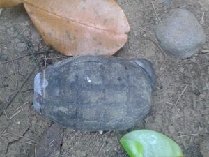 Cari Ikan di Sungai, Pria di Gunungkidul Malah Temukan Granat