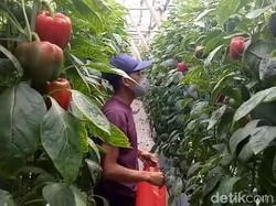 Kisah Petani di Pasuruan, Raup Cuan dari Menanam Paprika