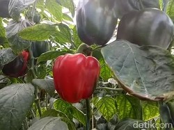 Petani di Pasuruan Berbagi Cerita soal Untungnya Menanam Paprika