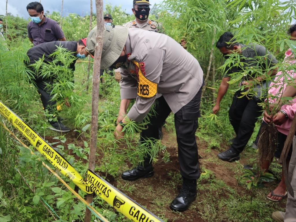 Polisi Ungkap Ladang Ganja di Dairi Sumut, 1 Pemiliknya Ditangkap