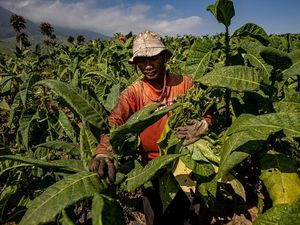 Bergulir Rencana Revisi Aturan Rokok, Bagaimana Dampaknya ke Petani? Bergulir Rencana Revisi Aturan Rokok, Bagaimana Dampaknya ke Petani?