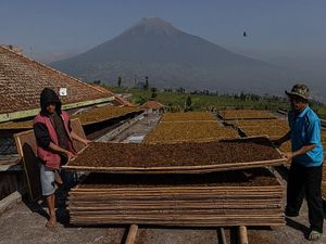 Begini Nasib Petani kalau Cukai Rokok Naik Tahun Depan