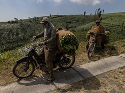 Pemerintah Mau Revisi Aturan Tembakau, Apa Dampaknya?