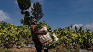 Asa Petani Tembakau di Tengah Kenaikan Cukai Rokok