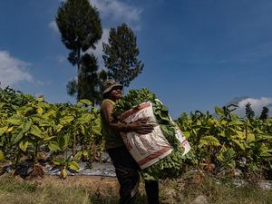 Asa Petani Tembakau di Tengah Kenaikan Cukai Rokok