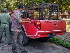 BKSDA Riau Turunkan Tim Evakuasi Harimau yang Tewaskan Remaja di Siak