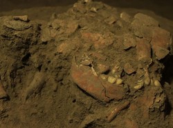 Fosil Remaja Purba Toalean di Sulawesi Ungkap Hubungan DNA dengan Penduduk Asli Australia