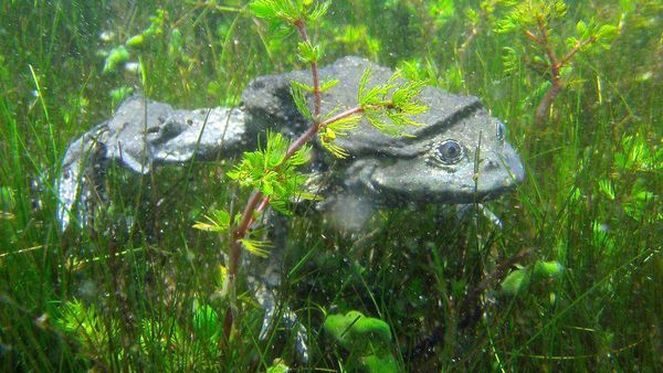 Katak yang Kulitnya Mirip Kantong Buah Zakar, Diburu untuk Obat Kuat