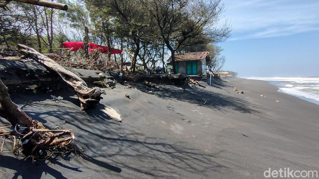 Bahaya! Tempat Konservasi Penyu di Pantai Trisik Terancam Abrasi