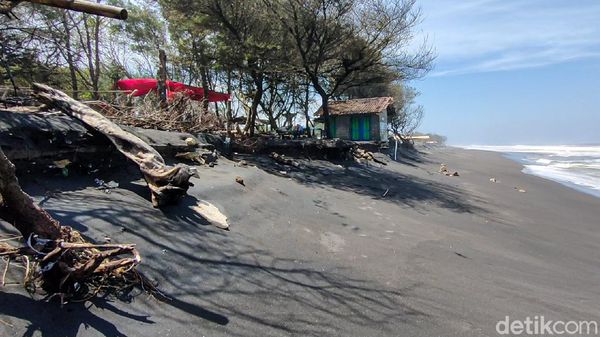 Bahaya! Tempat Konservasi Penyu di Pantai Trisik Terancam Abrasi
