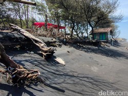 Terancam Abrasi, Konservasi Penyu Pantai Trisik Kulon Progo Butuh Direlokasi