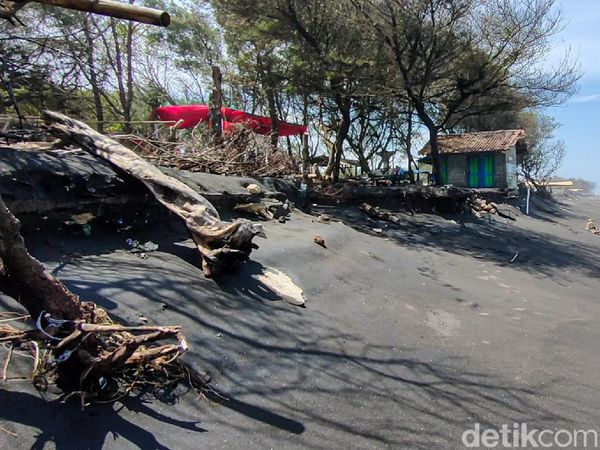 Bahaya! Tempat Konservasi Penyu di Pantai Trisik Terancam Abrasi