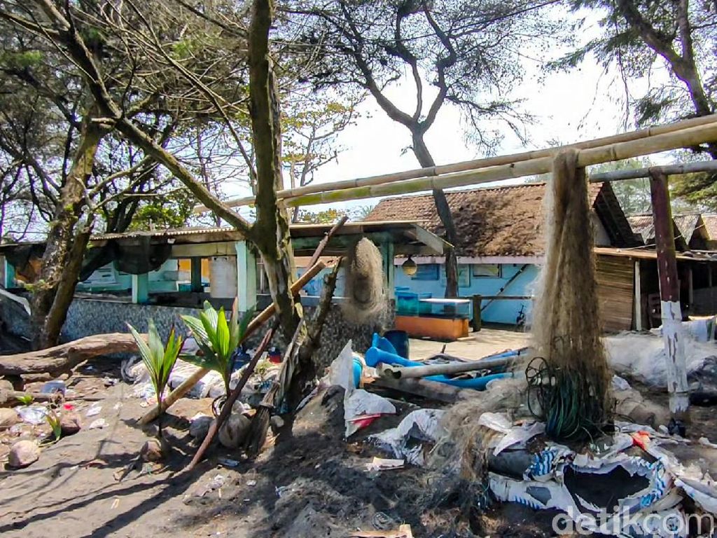 Terancam Abrasi, Konservasi Penyu Pantai Trisik Kulon Progo Butuh Direlokasi
