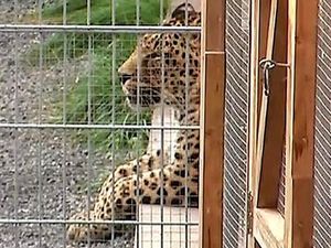 Ngeri! Seorang Model Diterkam Macan Tutul Saat Sesi Pemotretan