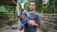 Serunya Bermain Bersama Kambing Mini Afrika di Bantul