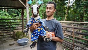 Serunya Bermain Bersama Kambing Mini Afrika di Bantul