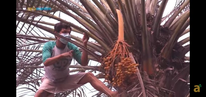 Tak Sengaja Tanam Biji Kurma di Halaman Rumah, Kini Panen Berkali-kali Tak Sengaja Tanam Biji Kurma di Halaman Rumah, Kini Panen Berkali-kali