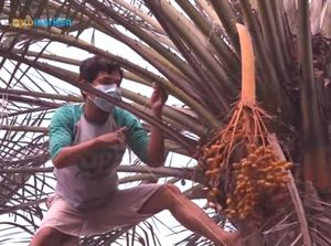 5 Artis Indonesia Makan di Resto Salt Bae hingga Pohon Kurma Subur di Bekasi 5 Artis Indonesia Makan di Resto Salt Bae hingga Pohon Kurma Subur di Bekasi