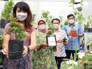Greenhouse Jadi Zona Pembelajaran Siswa Greenhouse Jadi Zona Pembelajaran Siswa