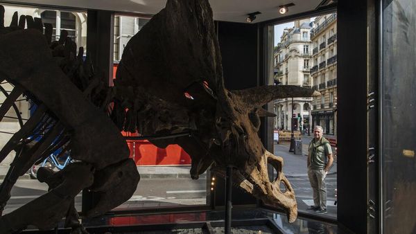 Fosil Dinosaurus Berusia 66 Juta Tahun Bakal Dilelang, Berapa Nilainya ?