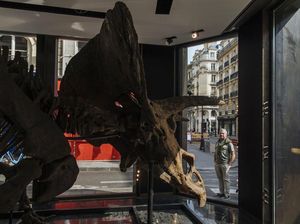 Fosil Dinosaurus Berusia 66 Juta Tahun Bakal Dilelang, Berapa Nilainya ?