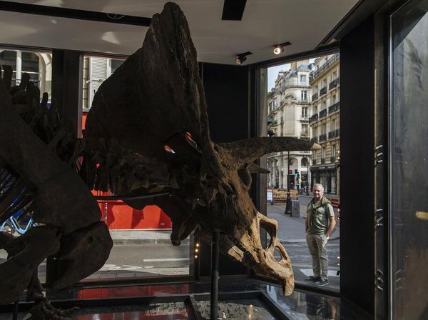 Fosil Dinosaurus Berusia 66 Juta Tahun Bakal Dilelang, Berapa Nilainya ?