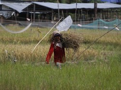 Dulu Tergantung Hujan, Kini Petani Andalkan PLTS buat Airi Sawah