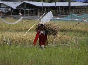 Ada PLTS untuk Irigasi, Petani di Sumsel Bisa Panen 2 Kali/Tahun Ada PLTS untuk Irigasi, Petani di Sumsel Bisa Panen 2 Kali/Tahun