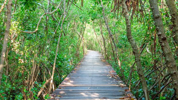 Proyek ulang tahun jungkook bts, membuat cagar alam mangrove