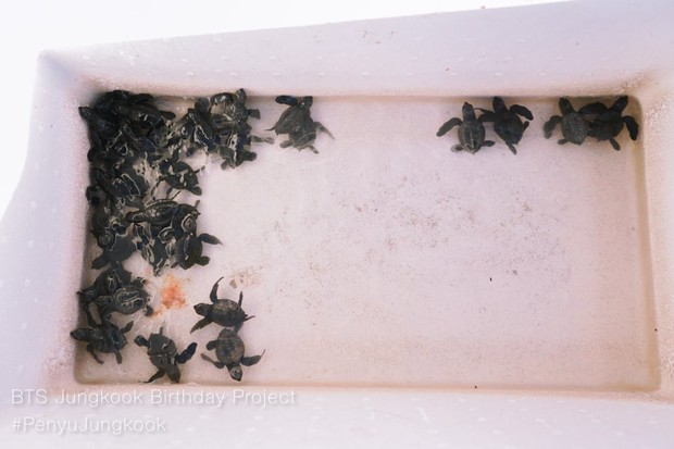 Proyek ulang tahun jungkook, melepas 4.000 anak tukik