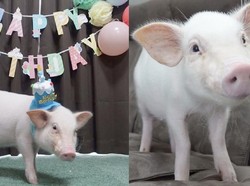 Pria Ini Rajin Unggah Video Babi Peliharaannya Sebelum Disembelih untuk Dimakan