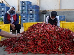 Wah... Ternyata Ini Biang Kerok Anjloknya Harga Cabai