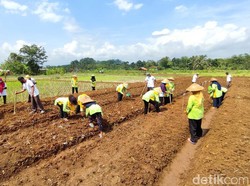 Cegah Penurunan Produksi Pertanian, BMKG Gelar Sekolah Lapang Iklim