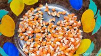 Cara Pemkab Ciamis Dorong Pendapatan Petani lewat Jagung Kristal