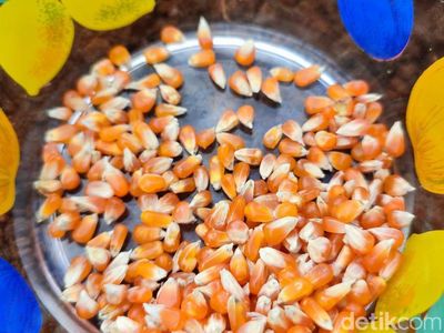 Cara Pemkab Ciamis Dorong Pendapatan Petani lewat Jagung Kristal