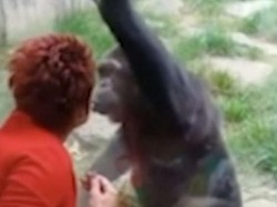 Cinta Terlarang, Hati Wanita Ini Remuk Dijauhkan dari Simpanse Kesayangan