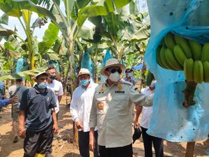 Gubernur Banten Ungkap Potensi Kebun Pisang di Lebak Seluas 12 Hektare