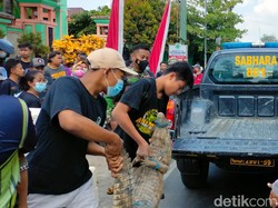 Buaya Piaraan yang Kabur dan Gegerkan Warga Tuban Dibawa ke Bojonegoro