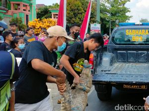 Buaya Piaraan yang Kabur dan Gegerkan Warga Tuban Dibawa ke Bojonegoro Buaya Piaraan yang Kabur dan Gegerkan Warga Tuban Dibawa ke Bojonegoro