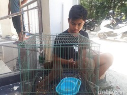 Selain Piara Buaya, Remaja di Tuban Ini Juga Punya Kobra hingga Piton