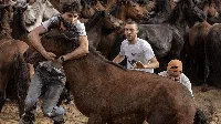 Intip Tradisi Adu Tangguh Manusia dengan Kuda di Spanyol