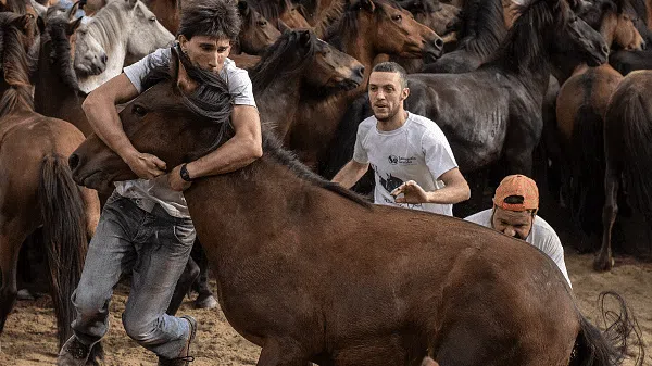 Intip Tradisi Adu Tangguh Manusia dengan Kuda di Spanyol