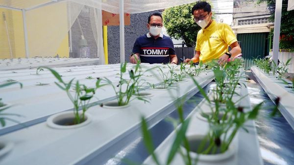 Sikapi Keterbatasan Ruang dengan Hidroponik