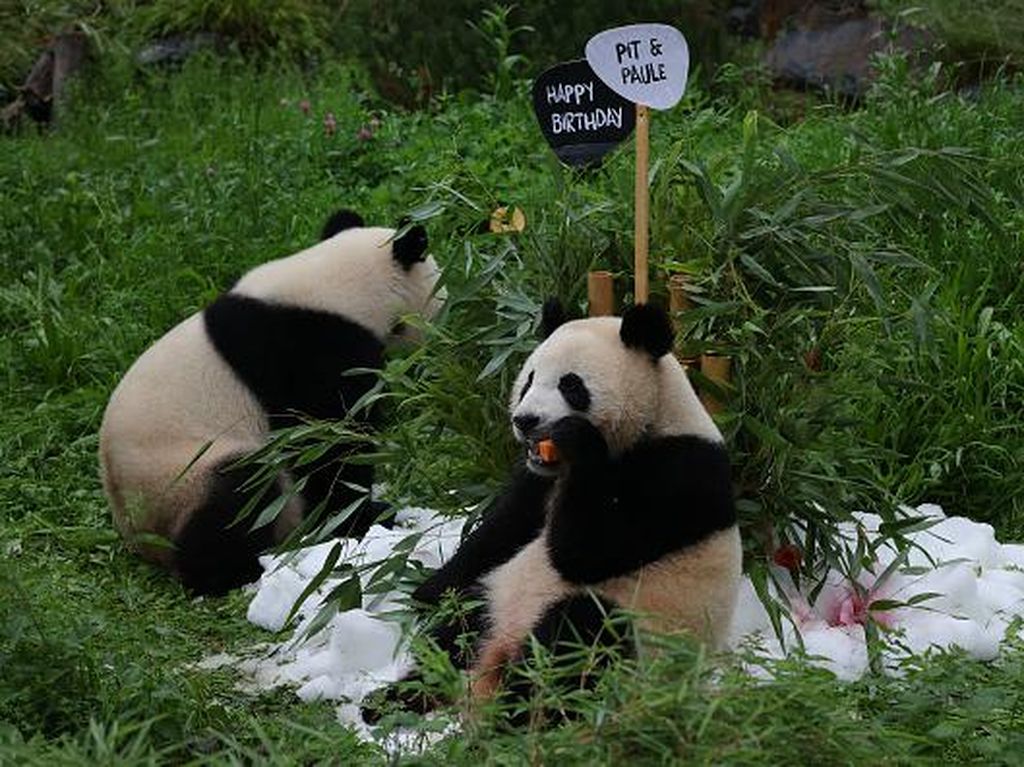 Lucunya Bayi Panda Kembar di Berlin saat Rayakan Ultah