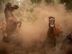 Asal-usul Kuda Modern, dari Kuda Perang hingga Ternak