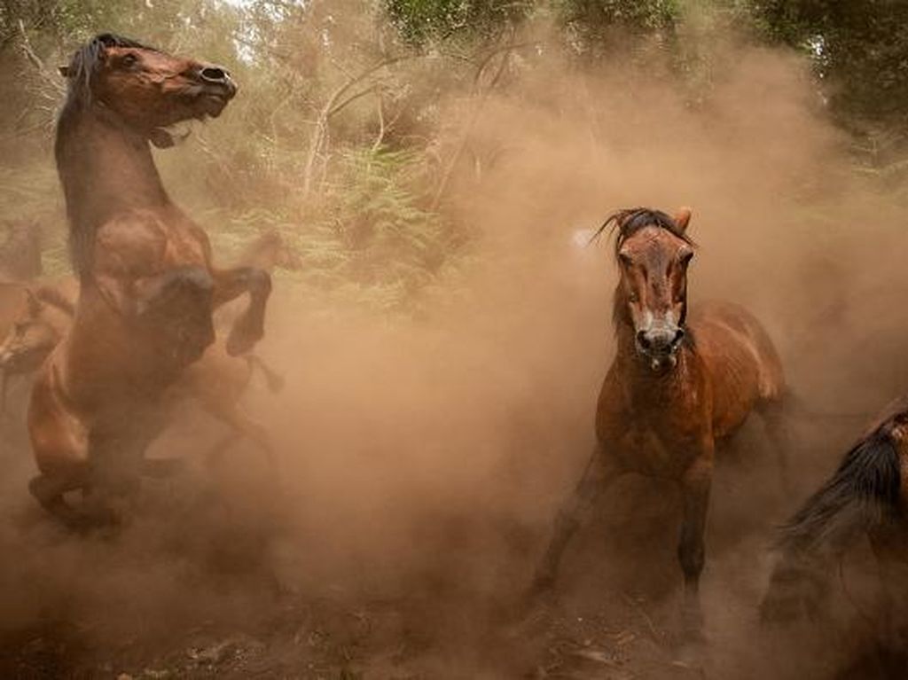 Asal-usul Kuda Modern, dari Kuda Perang hingga Ternak