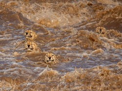 Kompetisi Fotografer Satwa Liar 2021 Rilis 15 Foto Menakjubkan