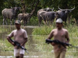Ketika Hewan di Alam Liar Terjebak Banjir